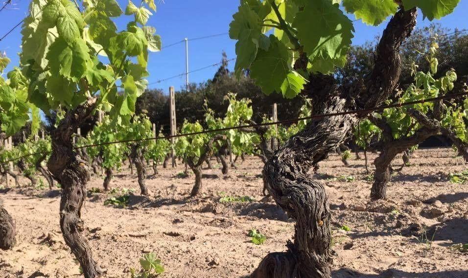 Due miliardi di danni dalla siccità in Sardegna, la salvezza è nella tecnologia 