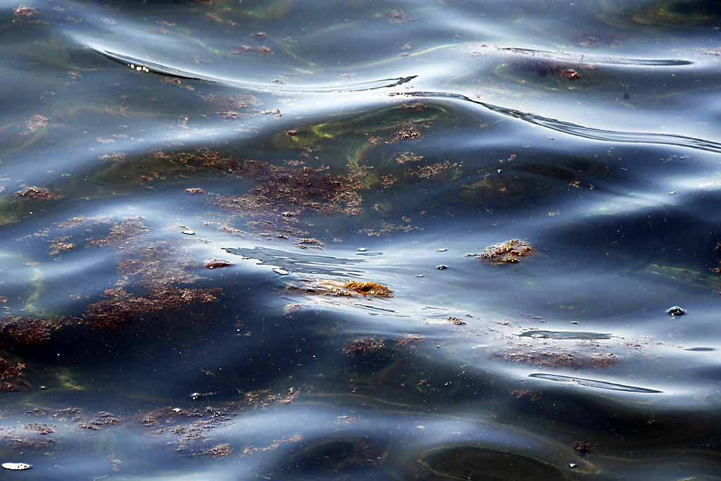 Torna l’alga “tossica” sulle spiagge massesi 