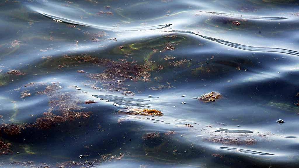 Torna l’alga “tossica” sulle spiagge massesi