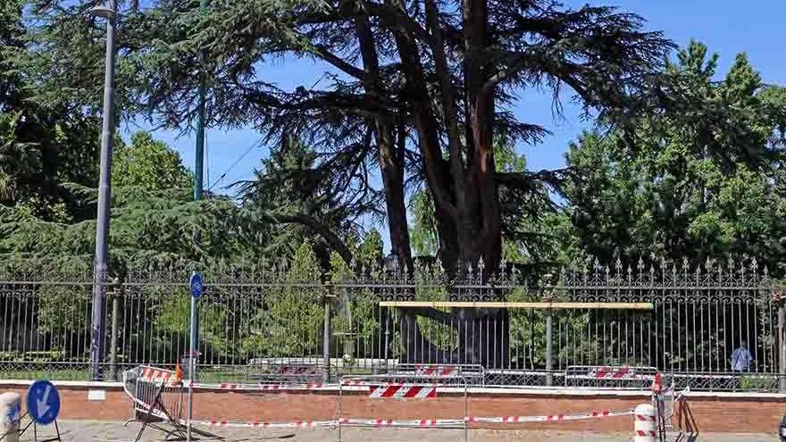Al Parco Massari di Ferrara ora è emergenza sicurezza: pronti gli interventi sugli alberi pericolanti