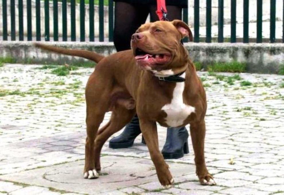 Un esemplare di pitbull