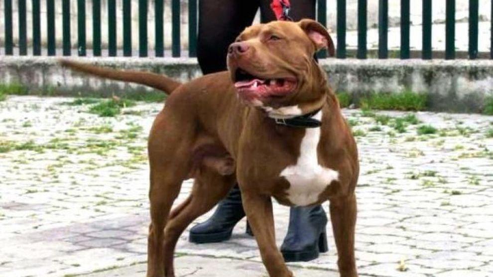 Un esemplare di pitbull
