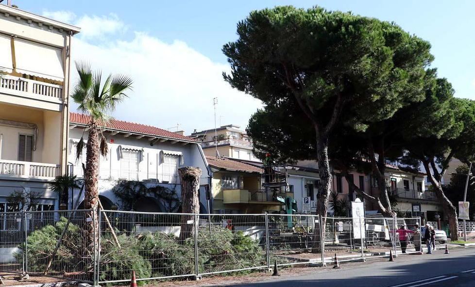 «Il taglio dei pini fu illegale Ora sentiremo l’agronomo»