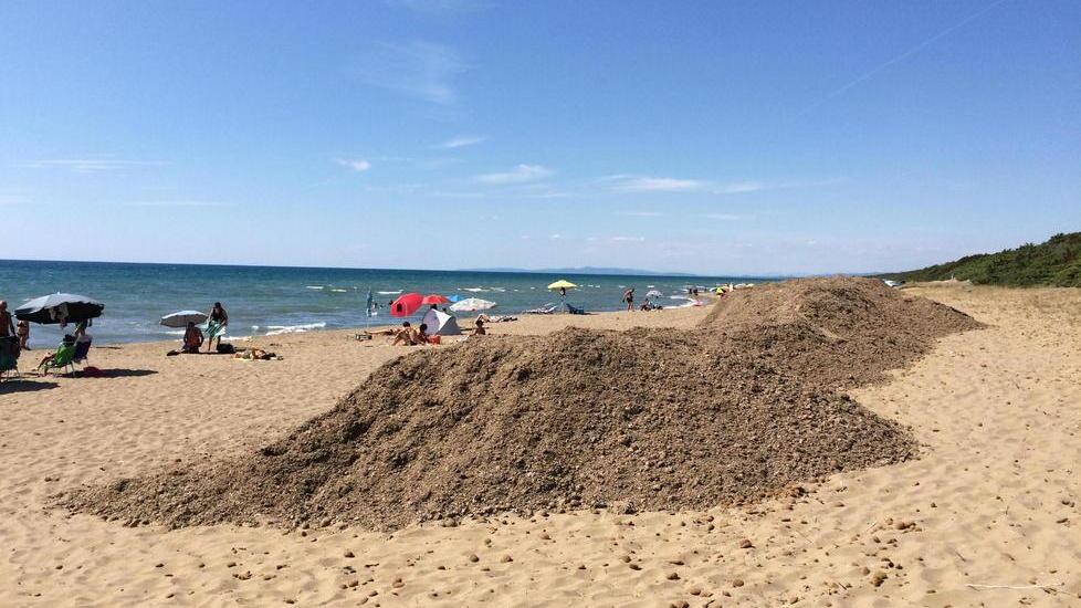 È arrivata sul litorale la Posidonia trasferita da San Vincenzo