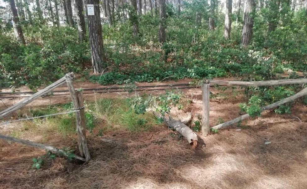 Trenino lillipuziano in pineta di nuovo danni alla staccionata