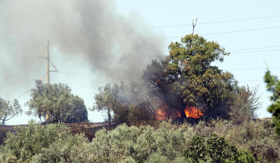 Il fuoco mangia 12 ettari tra campi e uliveti sulla collina di Petroio 
