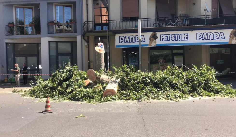 Iniziato il taglio degli alberi sul viale Montegrappa per la pista ciclo-pedonale 