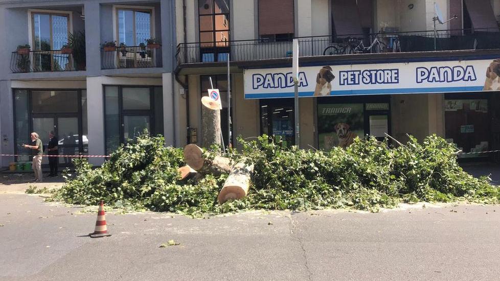 Iniziato il taglio degli alberi sul viale Montegrappa per la pista ciclo-pedonale