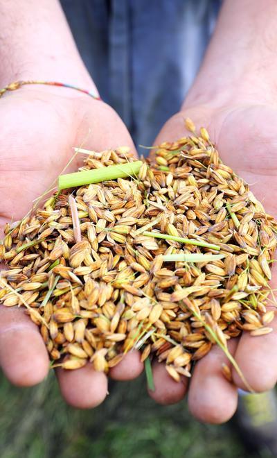Riso del Delta del Po pronto a diventare anche “bio” dopo il marchio Igp 