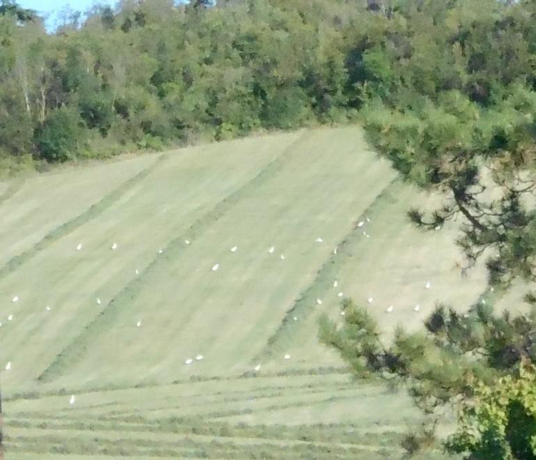 Centinai di aironi si posano sulla collina