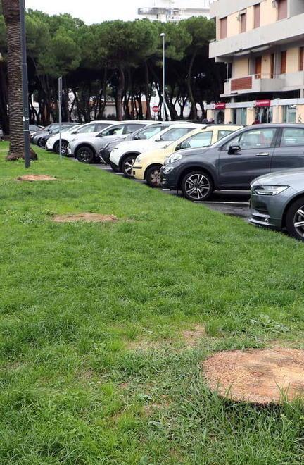 Dodici palme morte e mai sostituite: piazza Nazioni unite sempre meno verde 