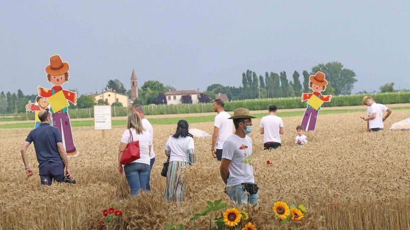 Agricoltori sempre più preparati per affrontare la sfida del grano
