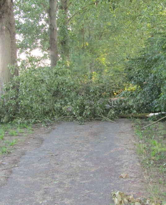 Due ciclabili ostruite dagli alberi abbattuti Ma c’è chi le percorre
