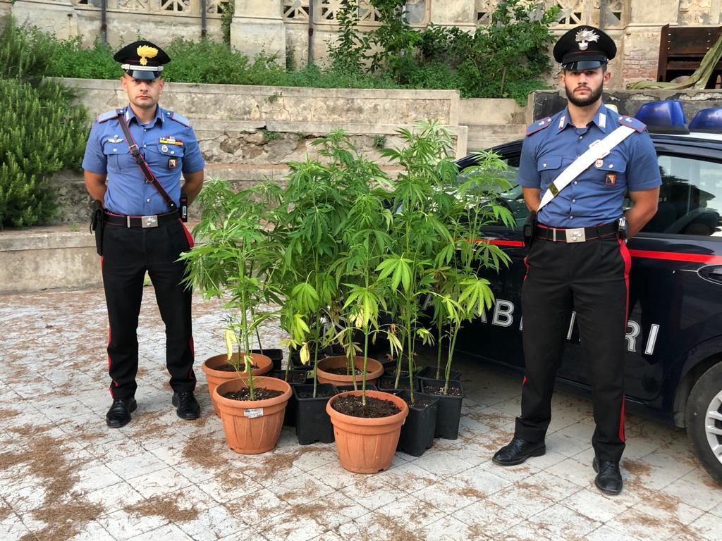 Le piantine sequestrate dai carabinieri nel terreno nella zona di Nibbiaia