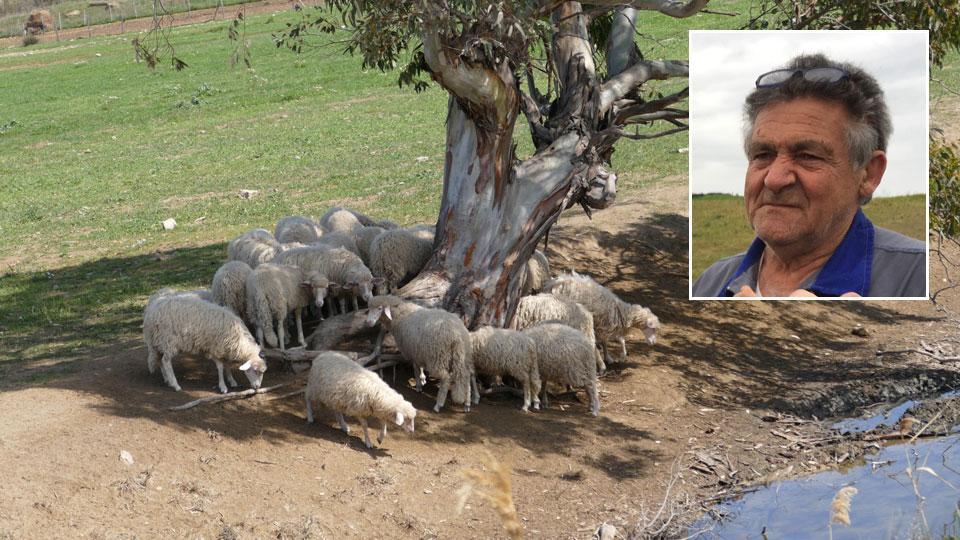 Pecore al pascolo e Virgilio Manini, storico allevatore maremmano che ha un’azienda in località Lasconi nella campagna di Manciano