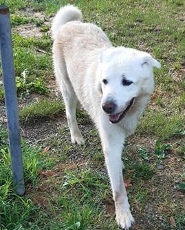 Danko è rimasto di nuovo solo: a 14 anni rischia di morire al canile 