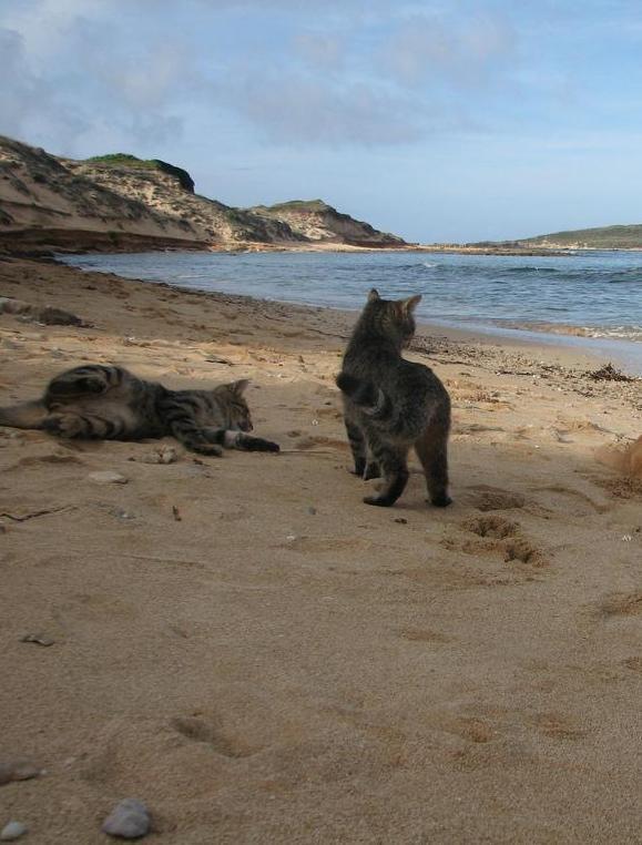 Cani e gatti avvelenati a Mandriola 