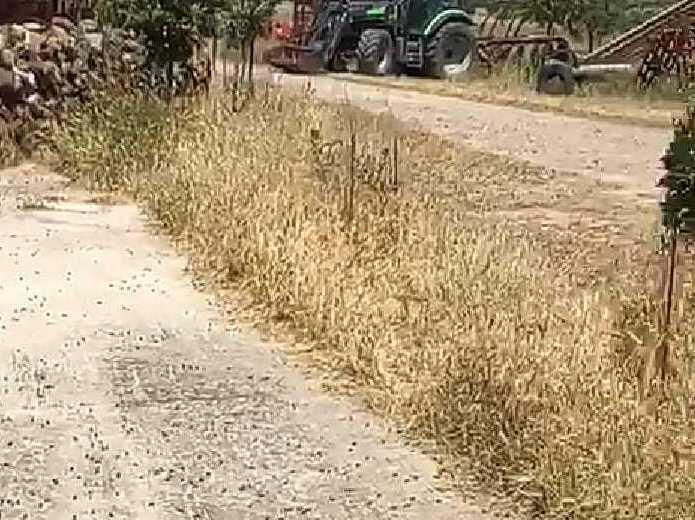 Piaga cavallette, danni a 13mila ettari 