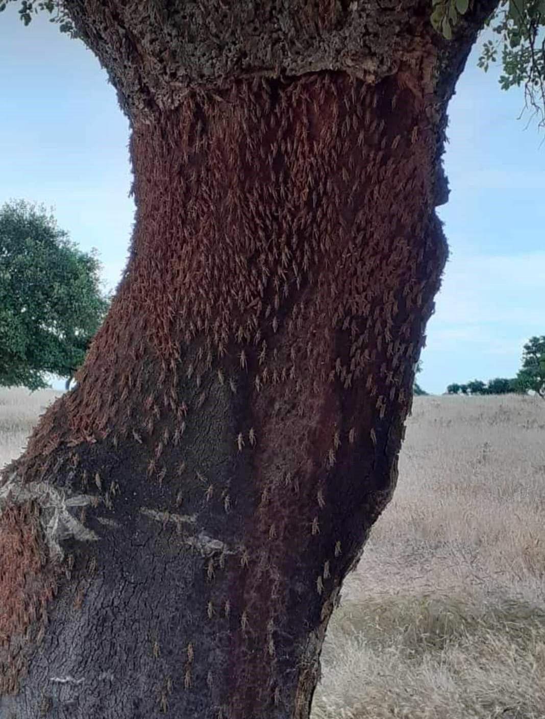 Invasione di cavallette, aziende ko 