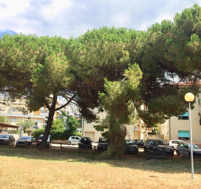 Uno dei rami pericolanti all'interno del parco (foto Falorni/Silvi)