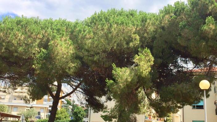 Uno dei rami pericolanti all'interno del parco (foto Falorni/Silvi)