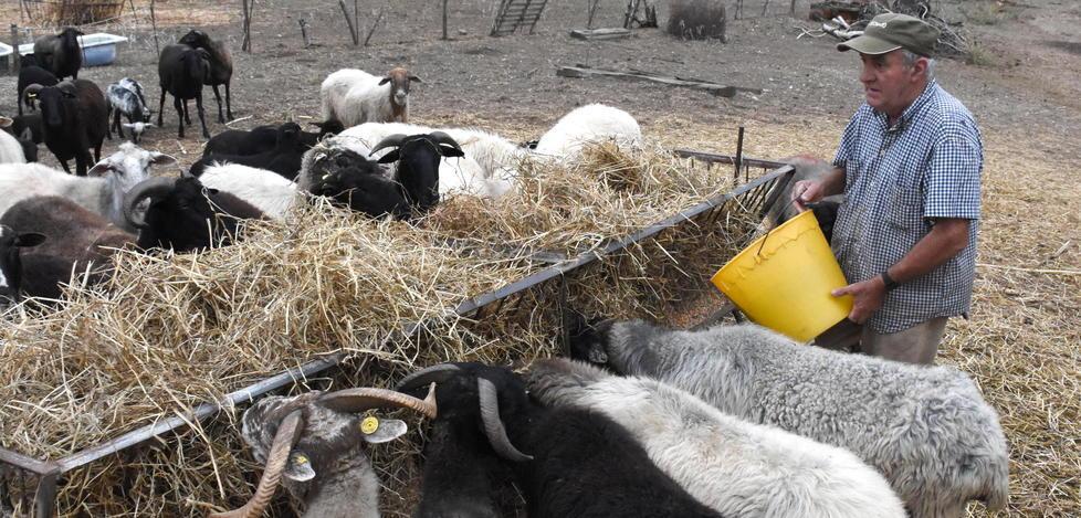 Nuovo attacco dei predatori all’azienda la Mota 