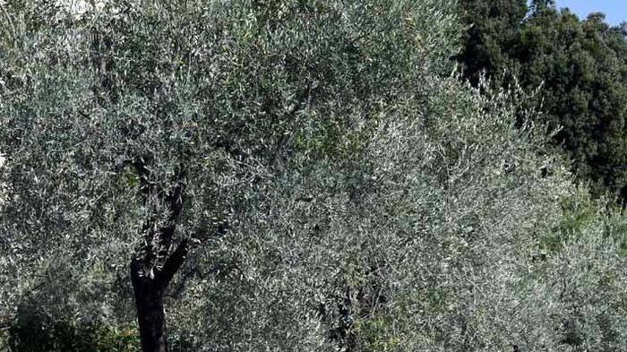 La Cia: senza il dimetoato a rischio l’olivicoltura toscana