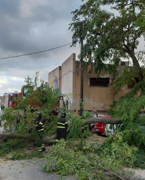 Cade un grosso ramo e colpisce un ragazzo 