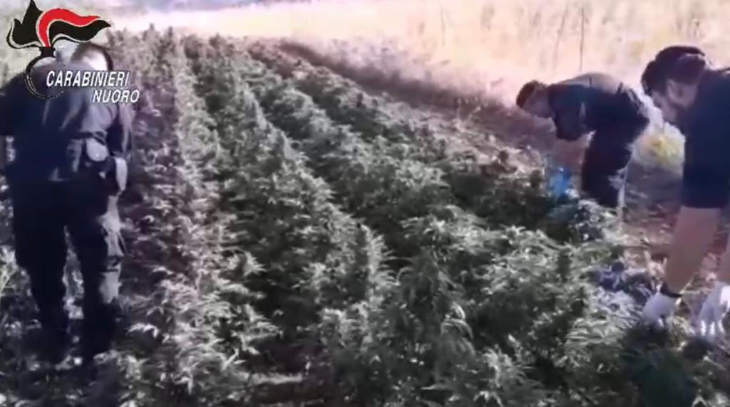 Coltivazione di marijuana a Nurri: allevatore arrestato