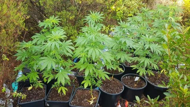Alcune delle piante sequestrate