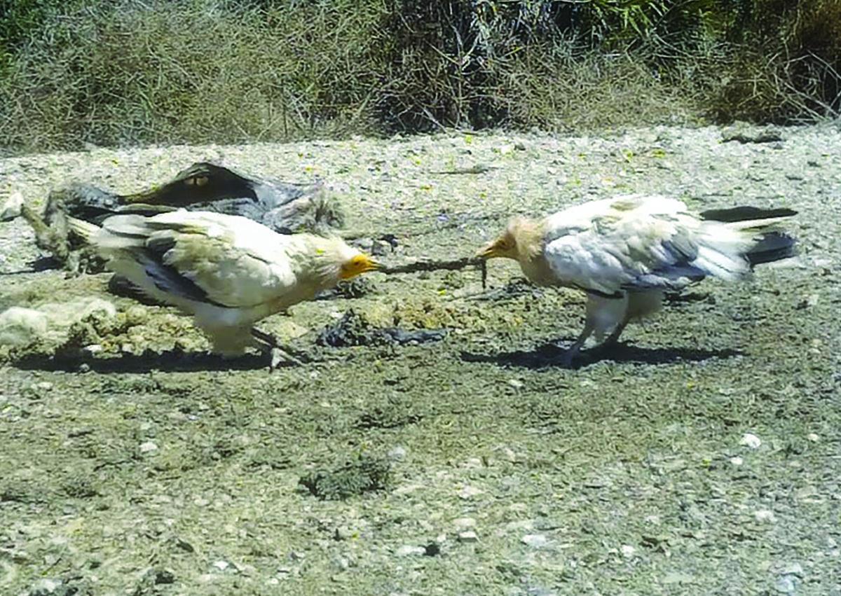 Alghero, nelle falesie di Punta Cristallo un altro nuovo nato dei due rari capovaccai
