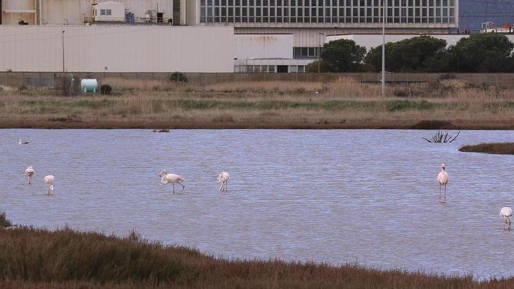 Il Wwf suona la sveglia al Comune «Da un anno manca la delibera»