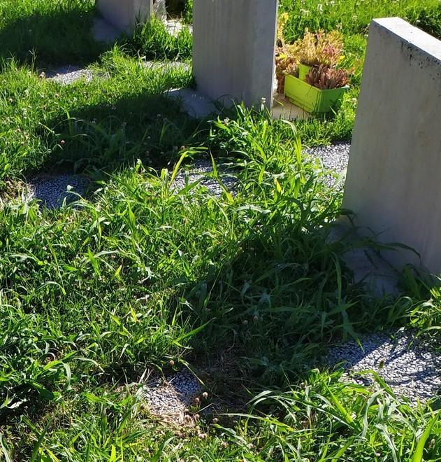 Erba alta e zanzare tra le lapidi del cimitero