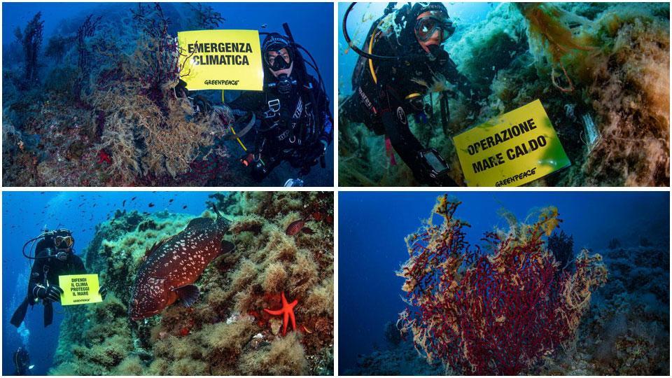 I sub di Greenpeace immersi nelle acque del’Elba e di Pianosa mentre mostrano i danni causati dall’innalzamento della temperatura dell’acqua (FOTO GREENPEACE) e l’ecosistema marino che muore