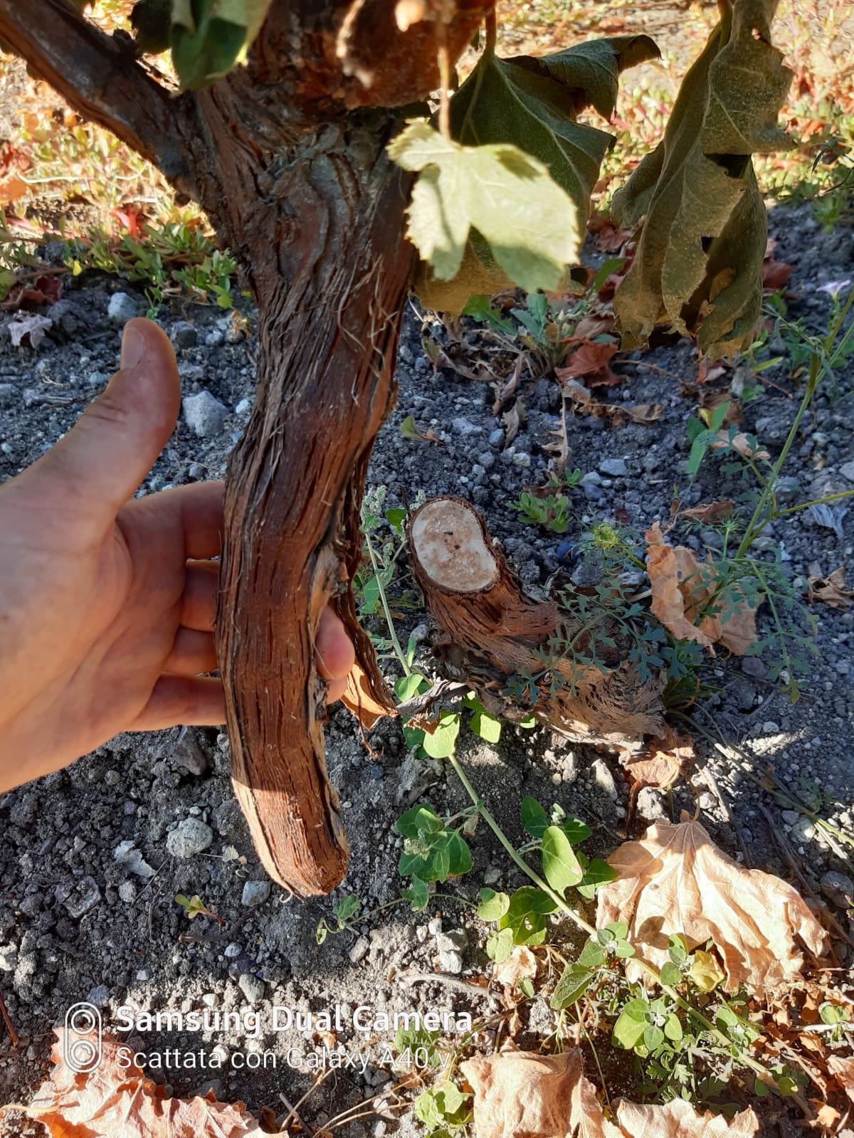 Atto intimidatorio a Magomadas, devastata la vigna del presidente di Ambiente Planargia