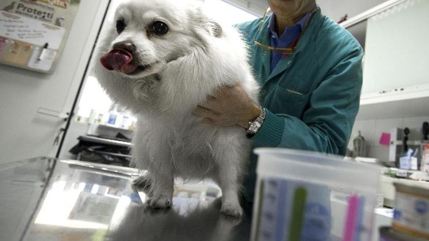 Al via “Bonus Bau”, un contributo di 100 euro per chi ha un cane