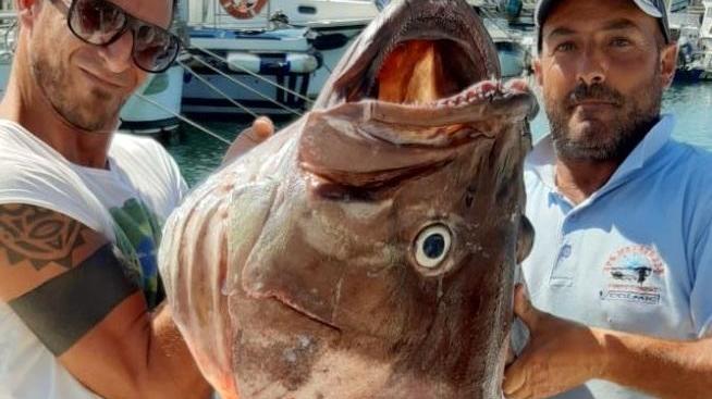 Cernia di oltre 60 chili pescata a bolentino