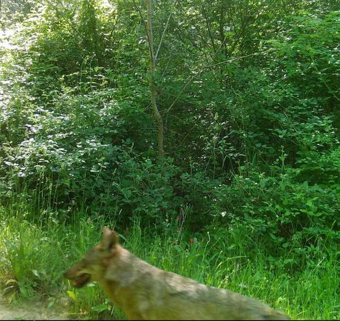 Un lupo o cane ibridato fotografato nella campagna di San Miniato
