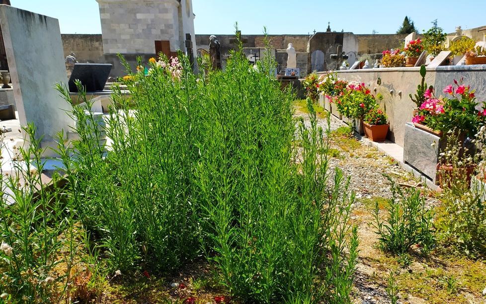 Cimitero o campo di sterpaglie? 