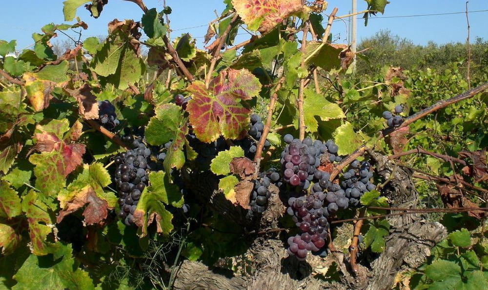 Cannonau, stop allo scippo: l’isola dei vini insorge 