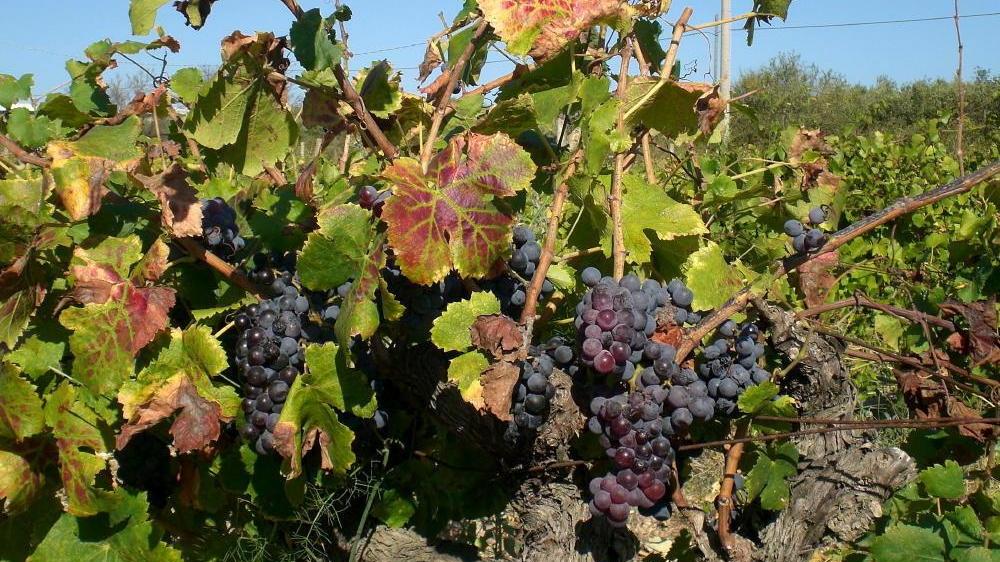 Cannonau, stop allo scippo: l’isola dei vini insorge 
