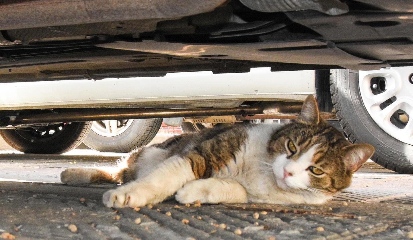 Getta alcol sul gatto Mao e minaccia di bruciarlo. Follia in piazza della Palma 