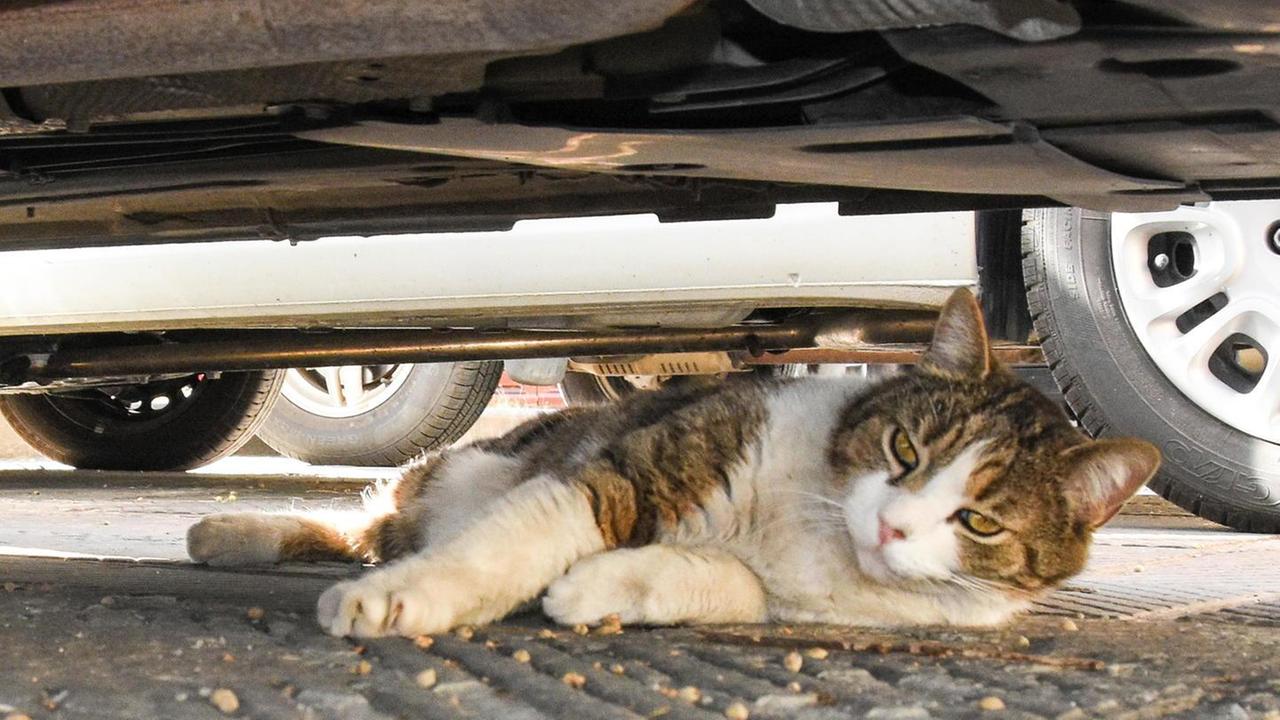 Getta alcol sul gatto Mao e minaccia di bruciarlo. Follia in piazza della Palma