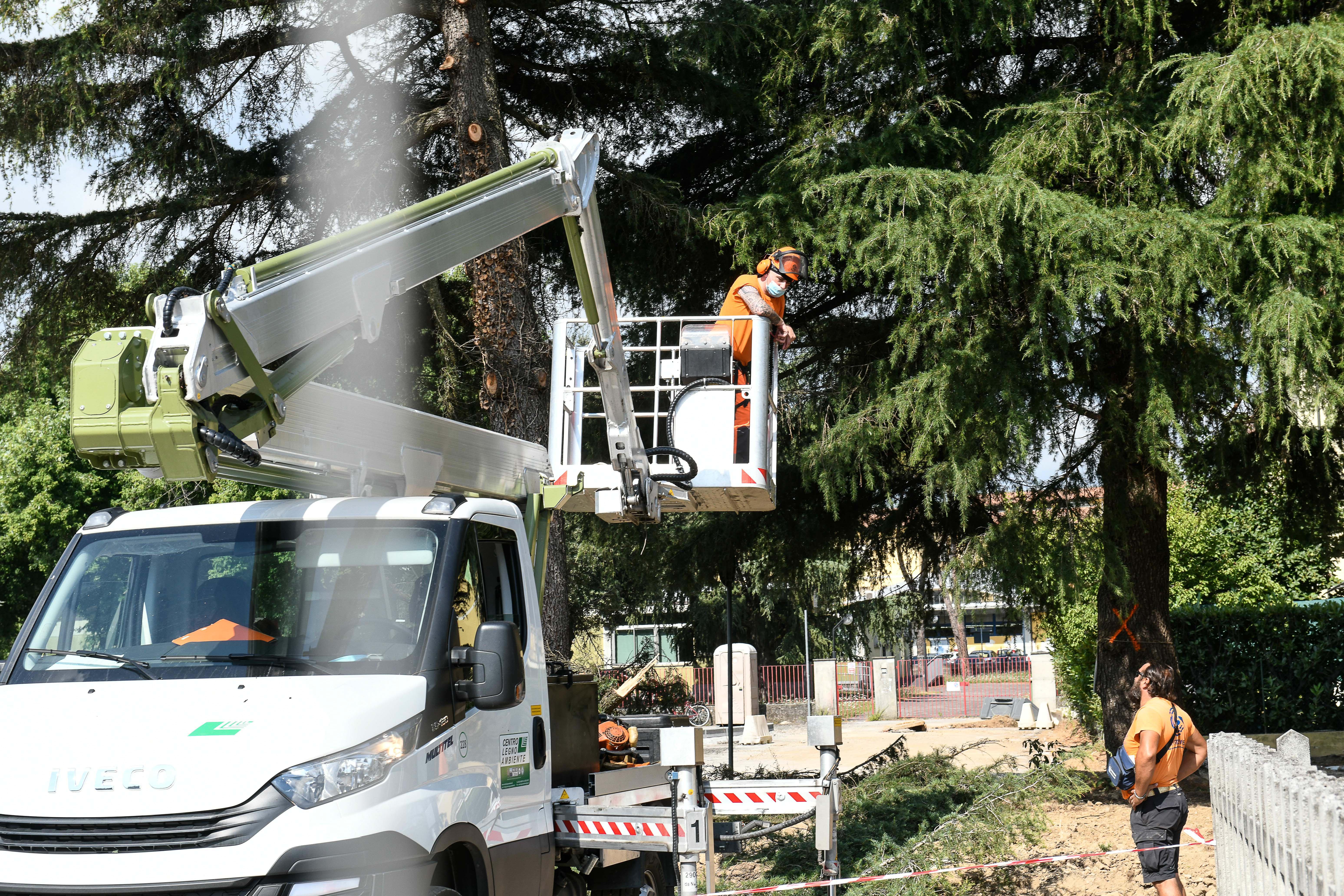 "Quelle piante non sono malate": entrano nel cantiere per bloccare il taglio due alberi: denunciati - Video 