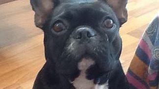 Attaccano la sua foto ai pali di via Saffi «Attenti a quest’uomo, avvelena cani»