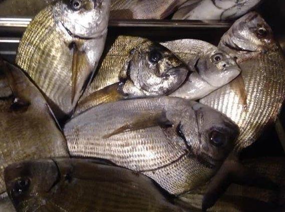 Pesca vietata all’Asinara: denunciati due fratelli di Porto Torres