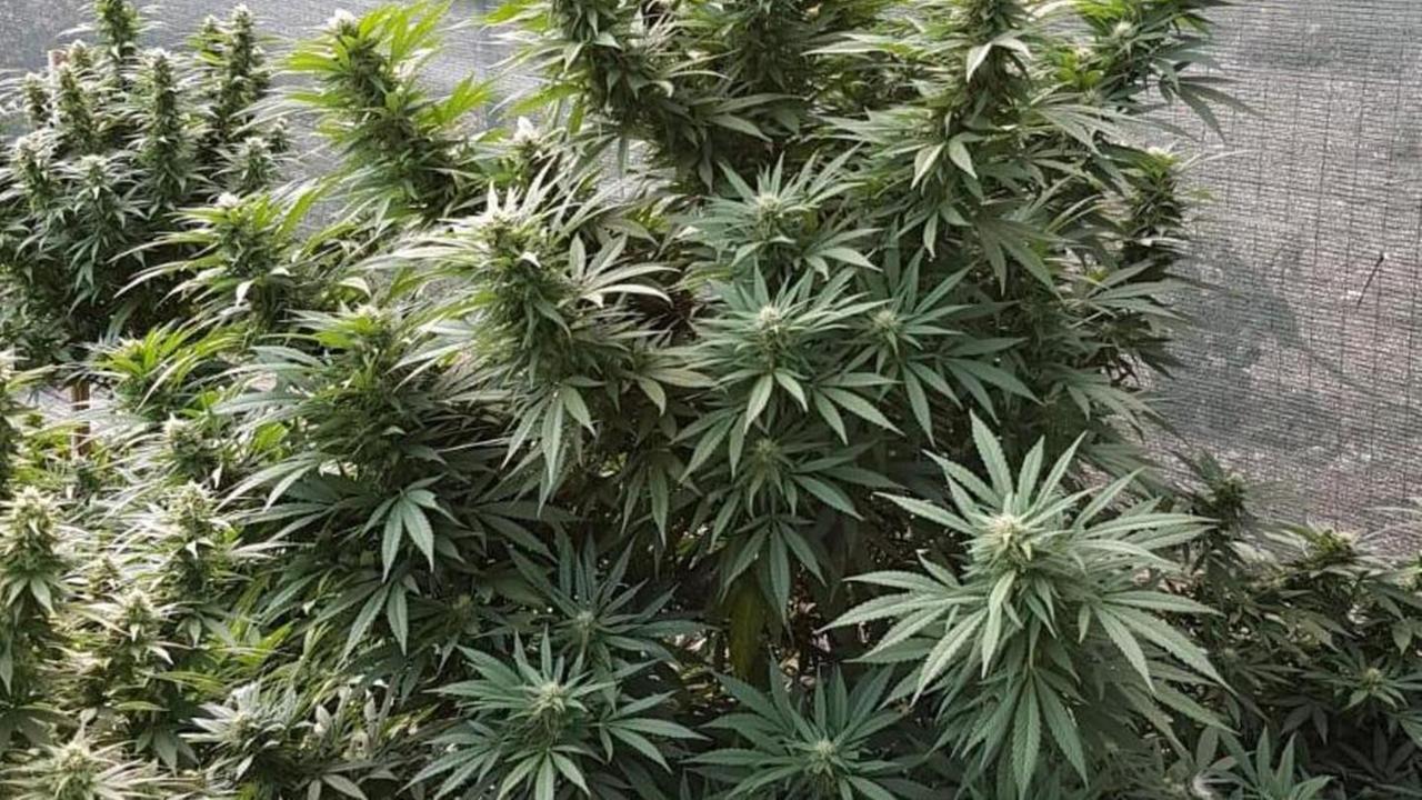 La canapa crea 500 nuovi imprenditori