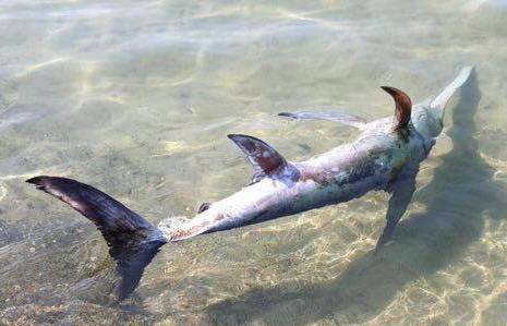 Bagnini e turisti si mobilitano per salvare un pesce spada 