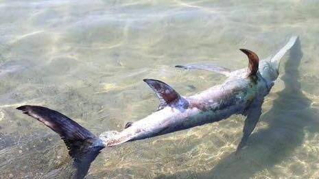 Bagnini e turisti si mobilitano per salvare un pesce spada