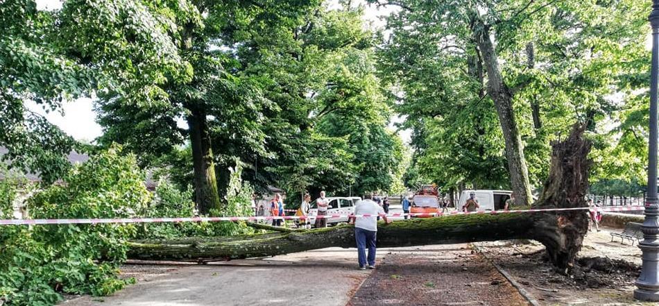 «Tiglio sano, ma con radici superficiali»: dopo il crollo, parte il test sulle alberature 